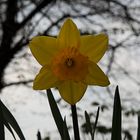 One yellow Daffodils