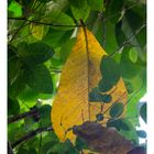One yellow leaf