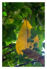 One yellow leaf