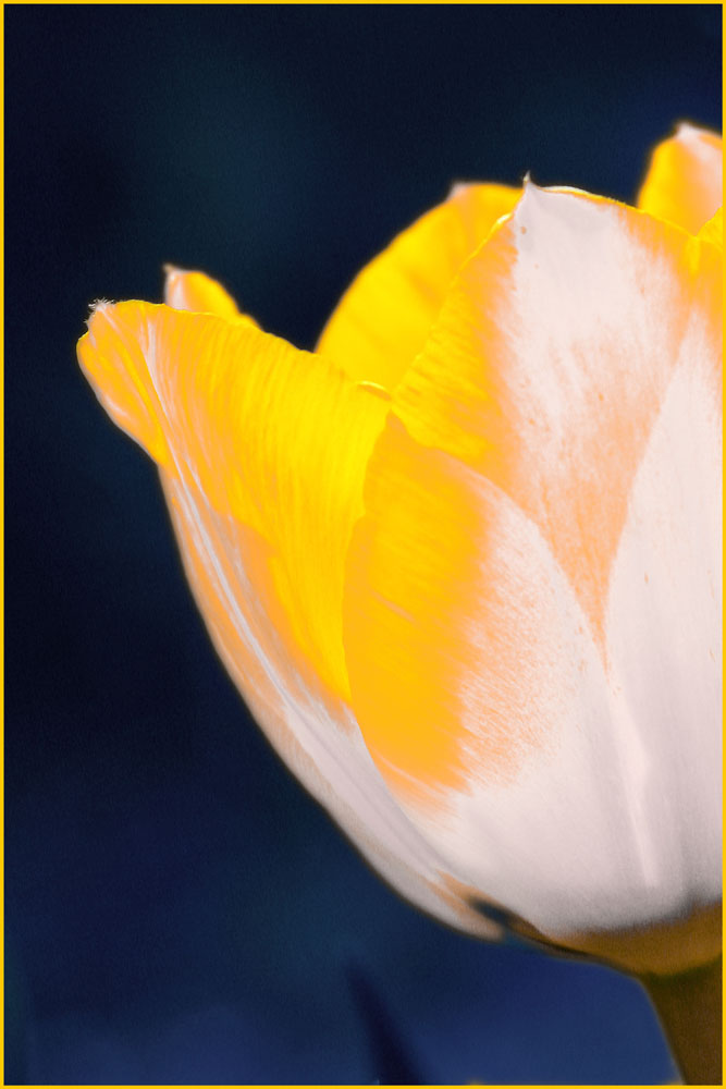 one_tulip