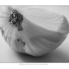 Onion 