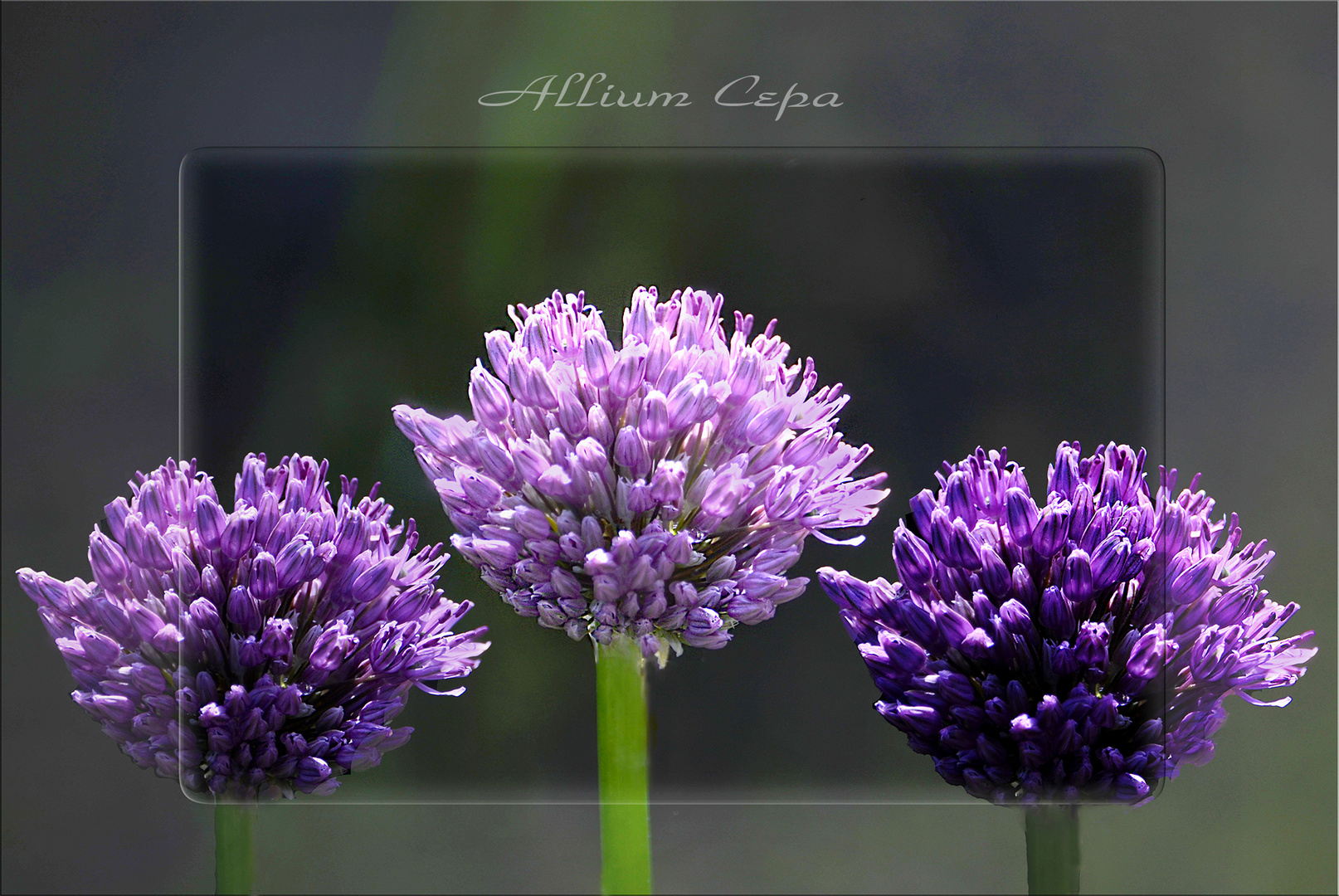 onion- flower