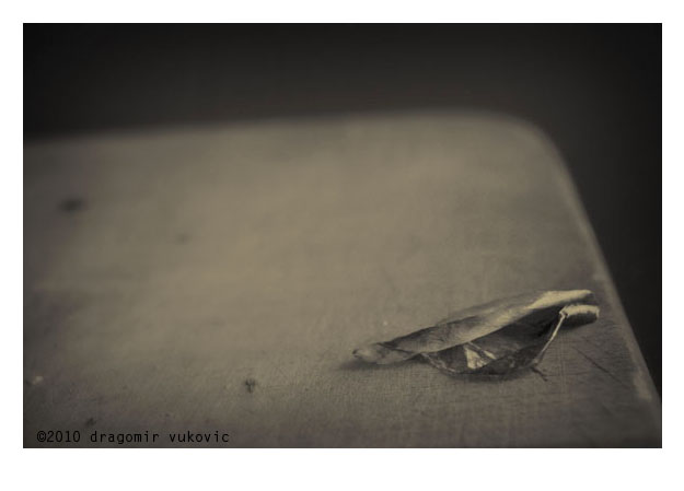 Onion Skin 3