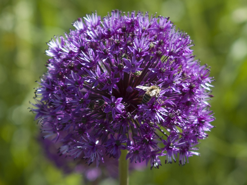 Onionflower