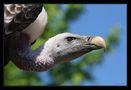 Vogelpark Steinen