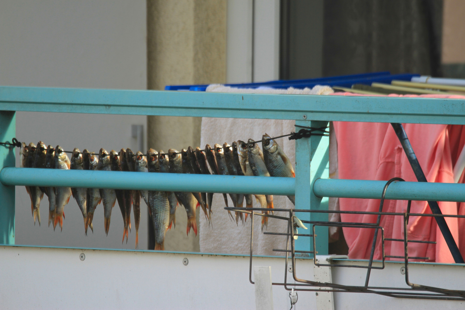 Online - trockene Fische treffen auf trockene Wäsche