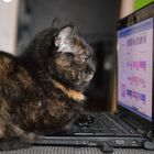 Onlineshop für Katzen