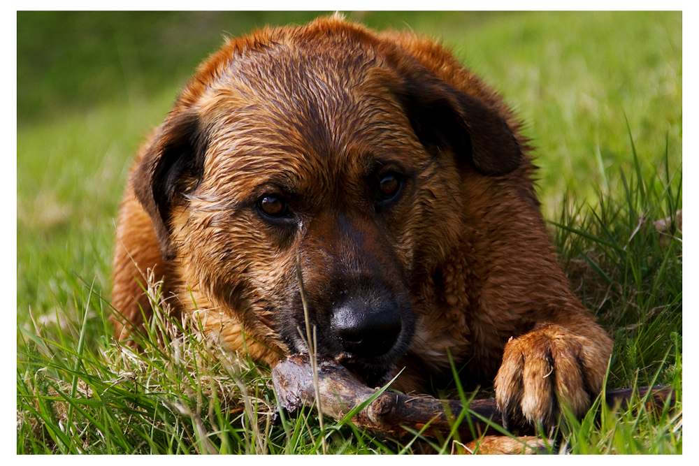 Only a Dog-Portrait!