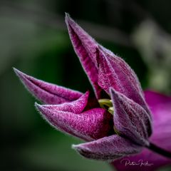 Only a purple flower