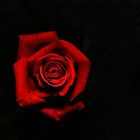 Only a red rose