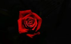 Only a red rose