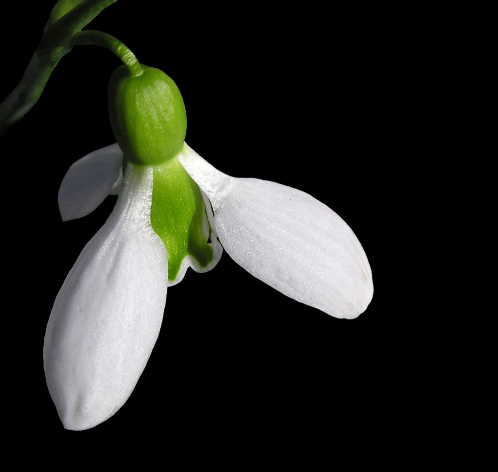 Only a Snowdrop