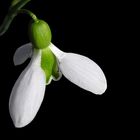 Only a Snowdrop