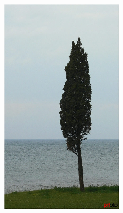 only a tree