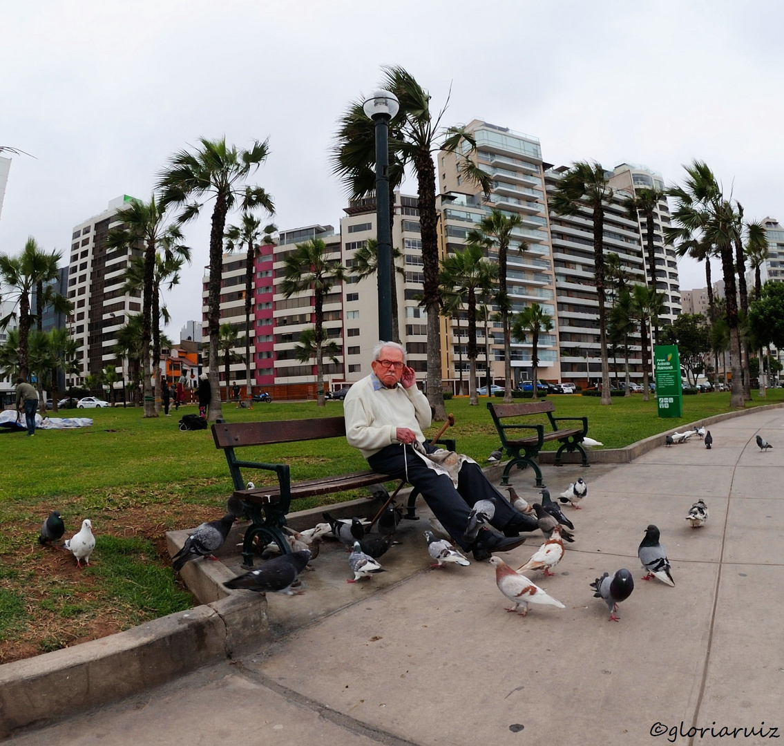 Only accompanied by pigeons Miraflores Lima.