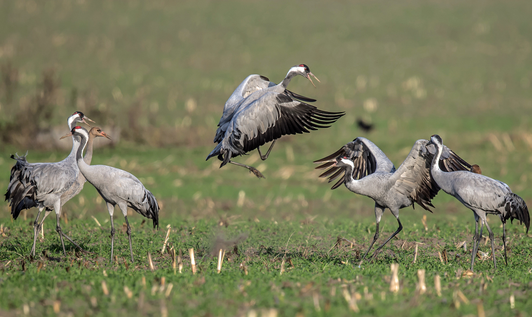 Only Common Cranes