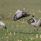 Only Common Cranes