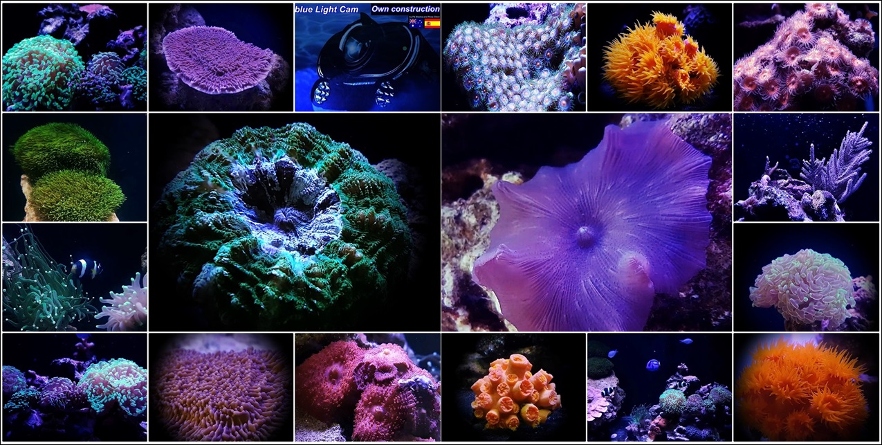 only corals ? No, only living beings !