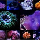 only corals ? No, only living beings !