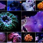 only corals ? No, only living beings !