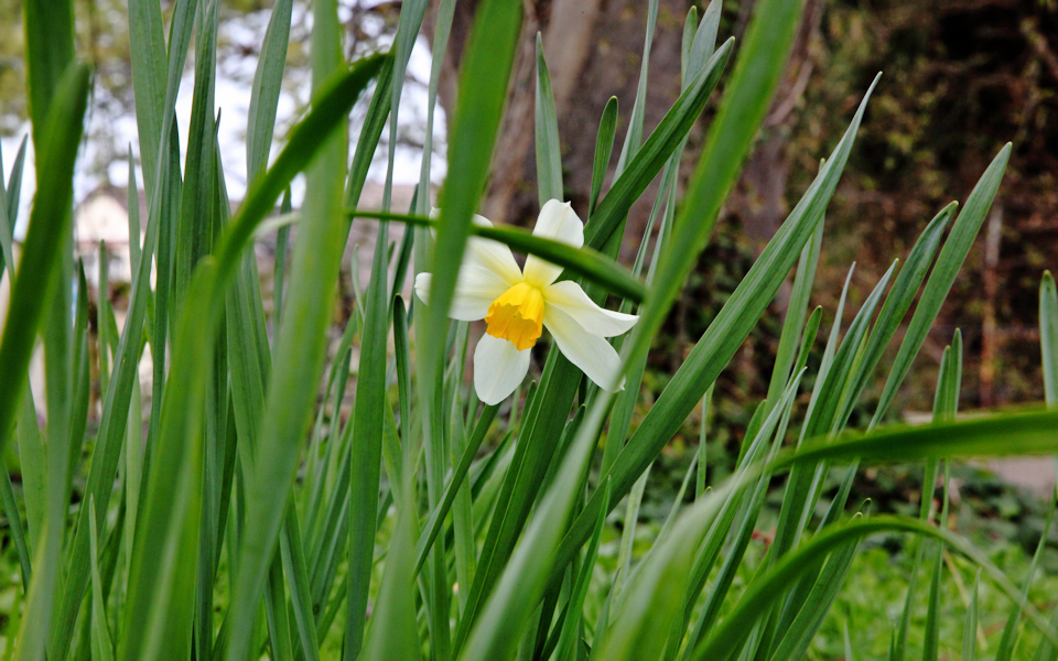 Only one Daffodils