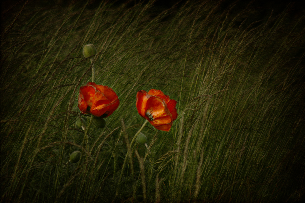 .. - only poppies