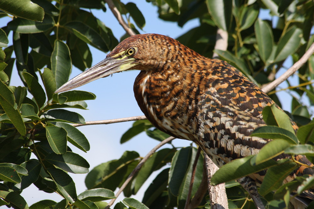 Onoré Rayé (Tigrisoma lineatum)