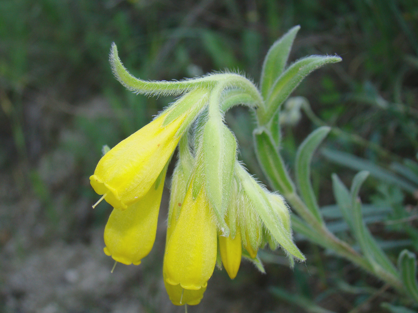 Onosma taurica