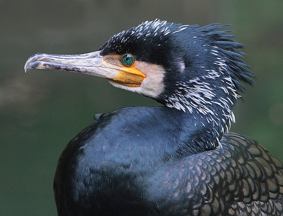 onse more kormoran