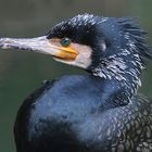 onse more kormoran