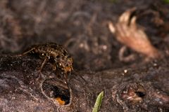 Ontholestes murinus beim Mittagessen