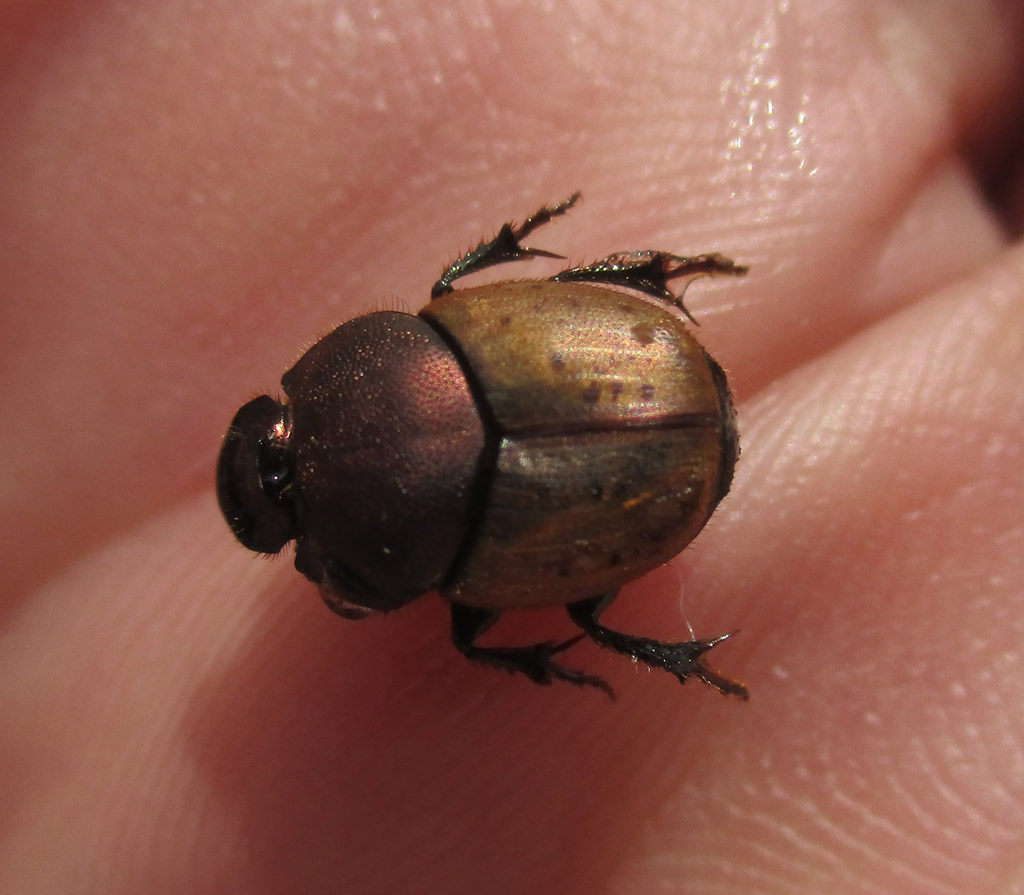 Onthophagus coenobita- (Mönchs- Kotkäfer) 