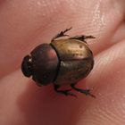 Onthophagus coenobita- (Mönchs- Kotkäfer) 