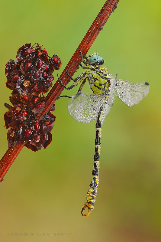 Onychogomphus ...