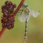 Onychogomphus ...