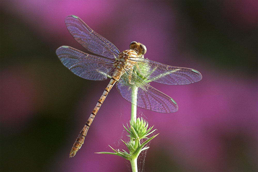 Onychogomphus costae