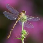 Onychogomphus costae