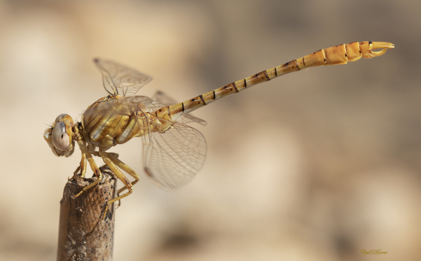 Onychogomphus costae