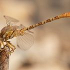 Onychogomphus costae