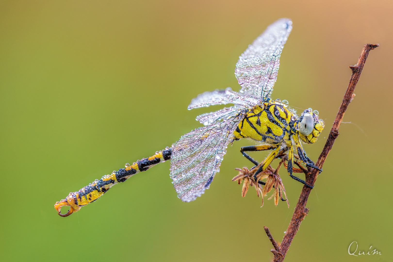 Onychogomphus forcipatus