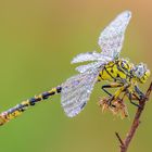 Onychogomphus forcipatus