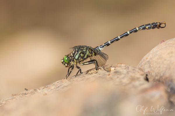 Onychogomphus forcipatus