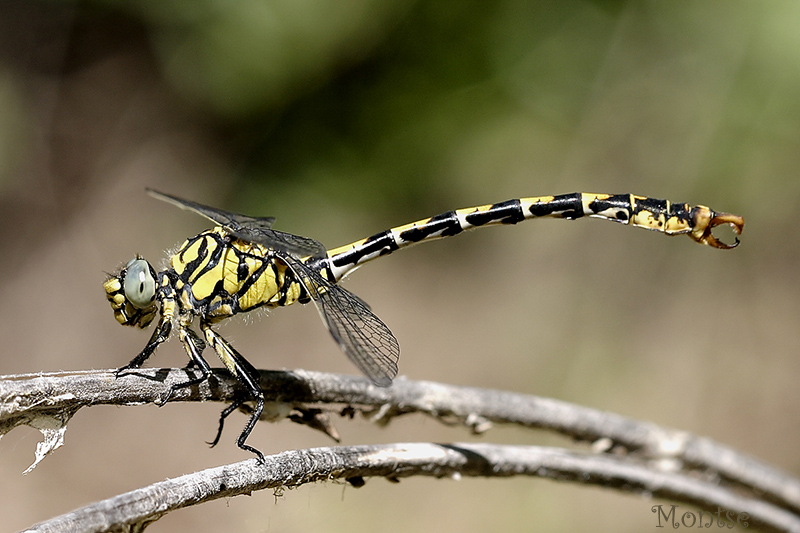 Onychogomphus forcipatus