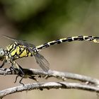 Onychogomphus forcipatus