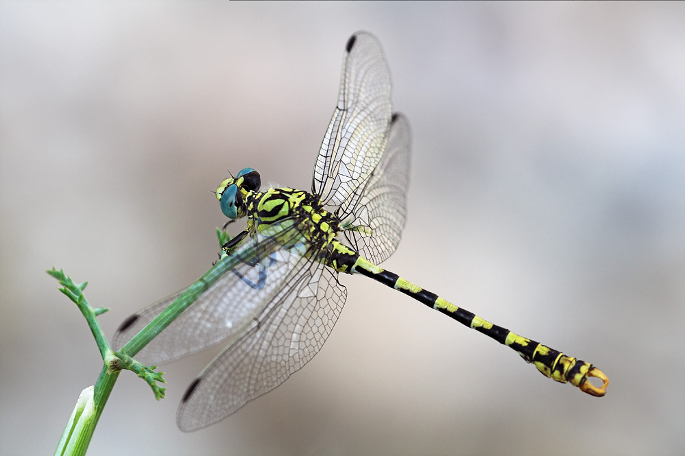 Onychogomphus forcipatus