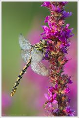 Onychogomphus forcipatus