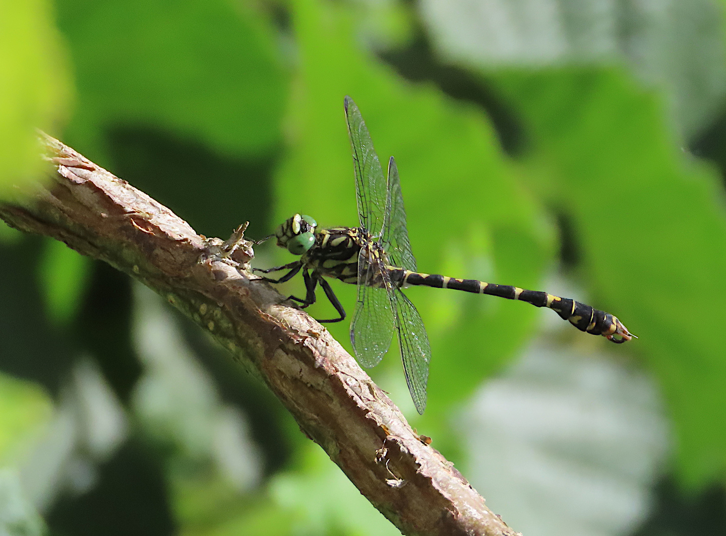 Onychogomphus forcipatus (Kleine Zangenlibelle)