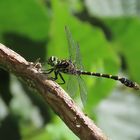 Onychogomphus forcipatus (Kleine Zangenlibelle)