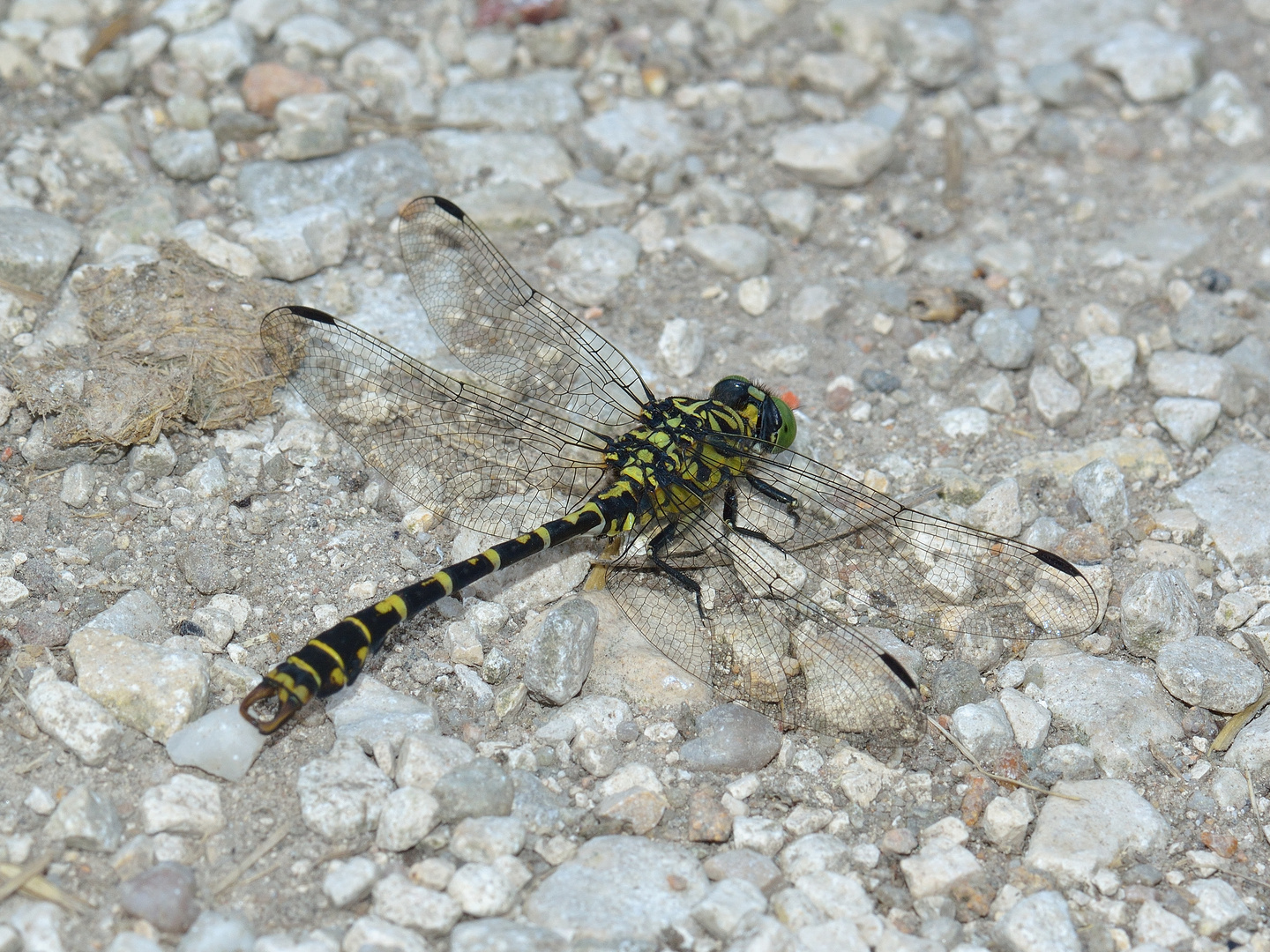 Onychogomphus forcipatus, Kleine Zangenlibelle, m 