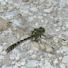 Onychogomphus forcipatus, Kleine Zangenlibelle, m 